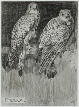 Royalty Free Clipart Image of a Pair of Falcons