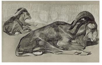 Royalty Free Clipart Image of a Mouflon sheep