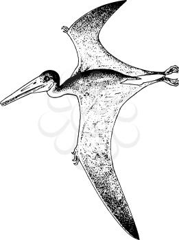 Pteranodon Clipart
