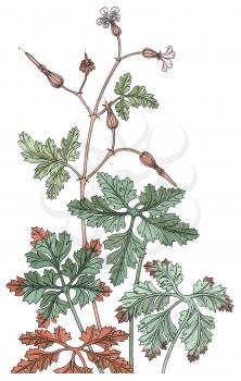 Foliage Illustration