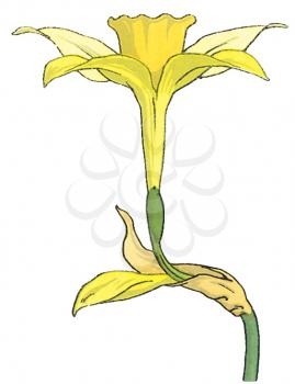 Botanical Illustration