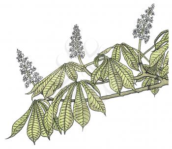 Botanical Illustration