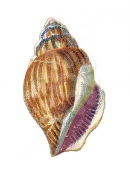 Shells Illustration