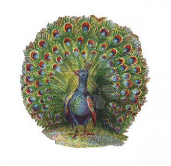 Peacocks Illustration