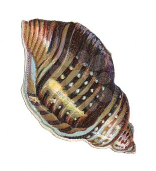 Shell Illustration