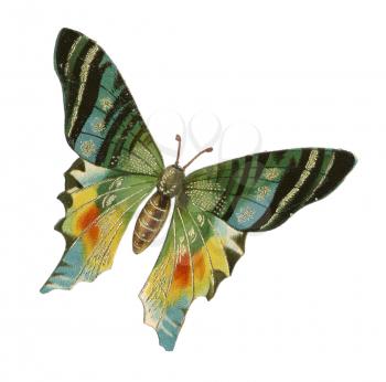 Butterfly Illustration