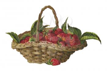 Strawberry Illustration