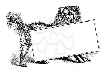 Pets Illustration