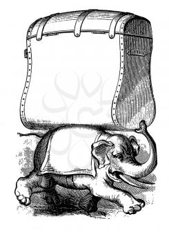 Elephants Illustration