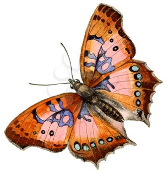 Butterfly Illustration