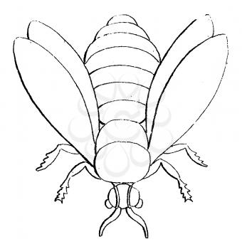 Bugs Illustration