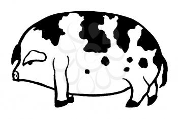 Pigs Illustration