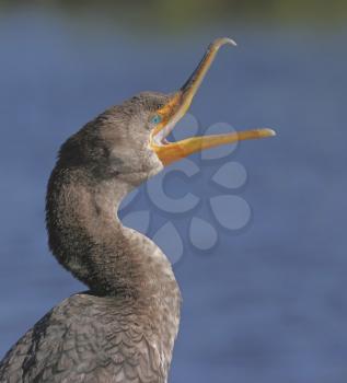 Birds Stock Photo