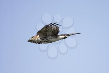 Birds Stock Photo