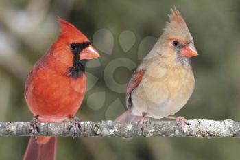 Birds Stock Photo