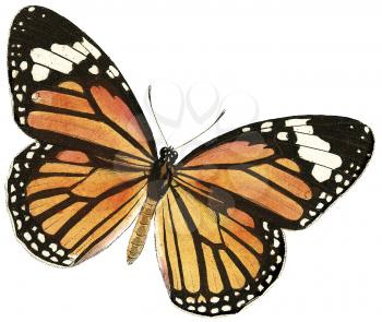 Butterfly Illustration