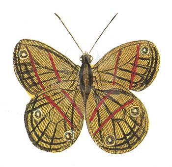 Lepidoptera Illustration