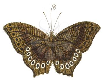 Lepidoptera Illustration