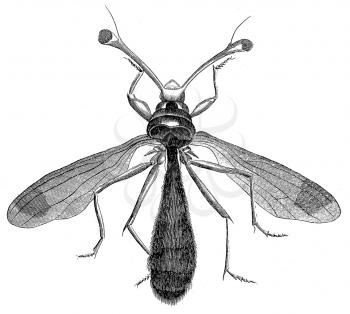 Crustacean Illustration
