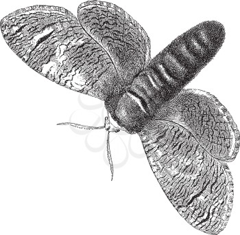 Bug Clipart
