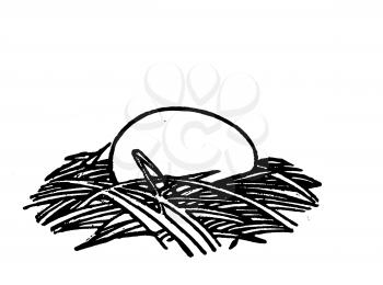 Nests Illustration