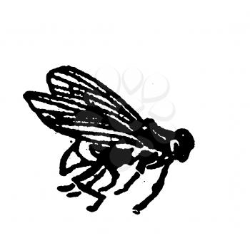 Flies Illustration