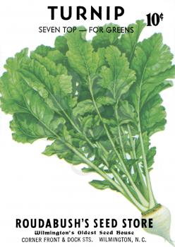 Vegetable Illustration