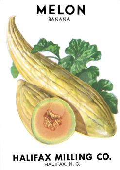 Vegetable Illustration