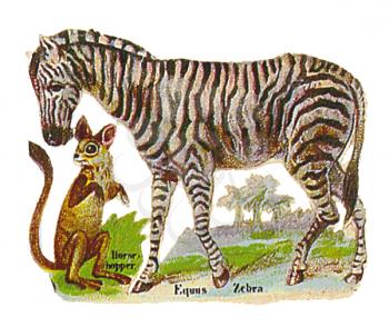 Animals Illustration