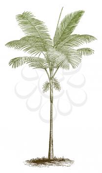 Arbor Illustration