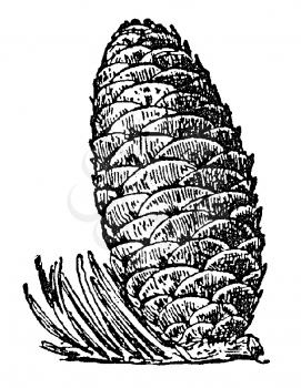 Leaves Illustration