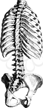Endoskeleton Clipart