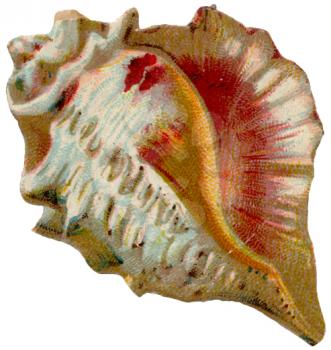 Shells Illustration