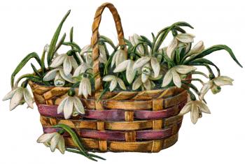 Baskets Illustration