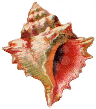 Shell Illustration