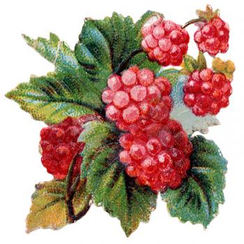 Berries Illustration