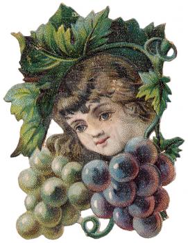 Grape Illustration