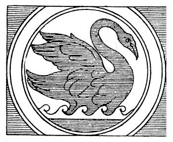 Swans Illustration