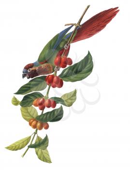 Feather Illustration
