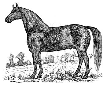 Pony Illustration