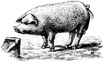 Early Illustration