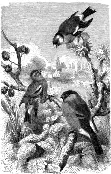 Bird Illustration