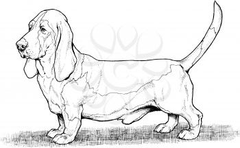 Canines Illustration
