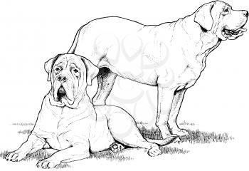 Canine Illustration