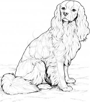 Canine Illustration