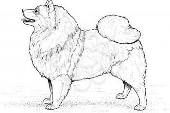 Canines Illustration