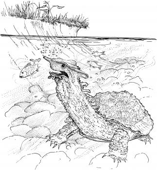 Amphibians Illustration