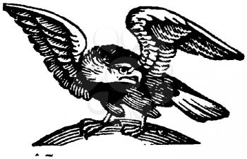 Eagle Illustration