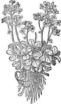 Flowers Illustration