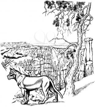 Parks Illustration